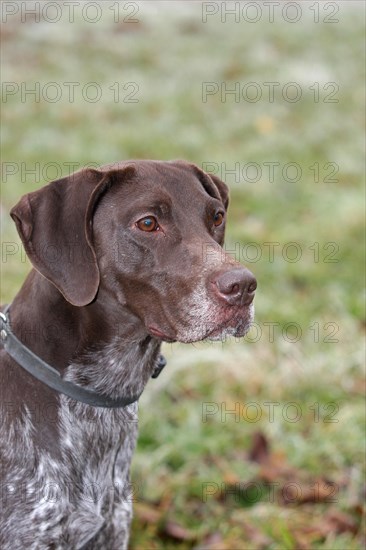 German Shorthaired Pointer