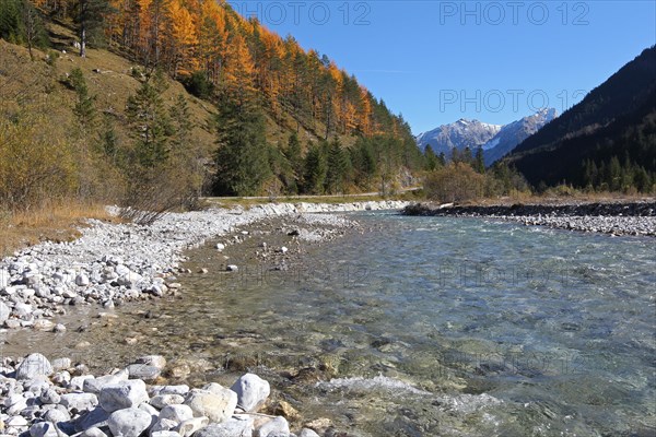 River Rissbach with European larches