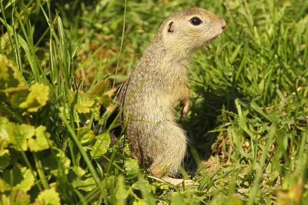 European ground squirrel