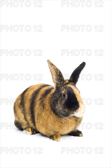 Harlequin rabbit or Japanese rabbit