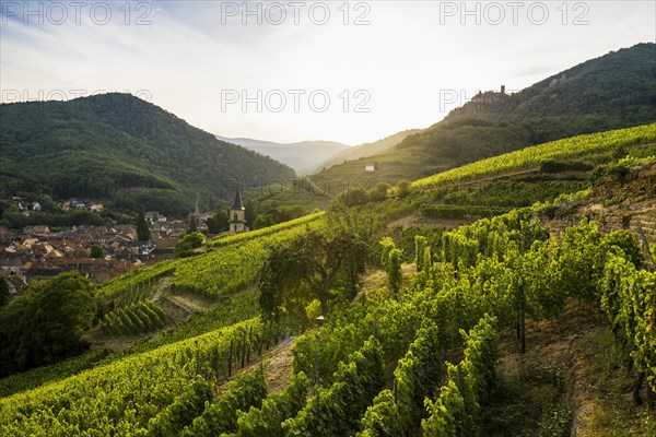 Village with castle ruins in the vineyards at sunset