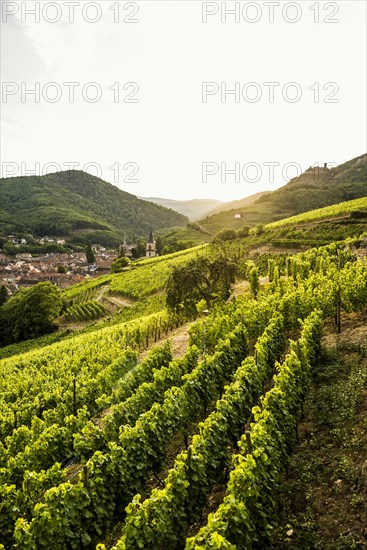 Village with castle ruins in the vineyards at sunset