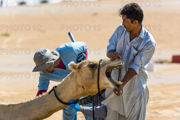 Dromedary