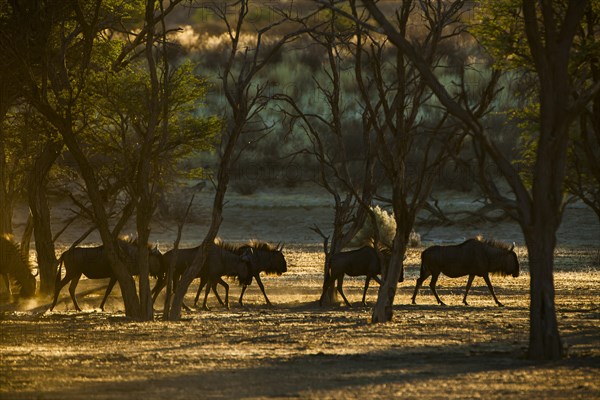 Blue wildebeest