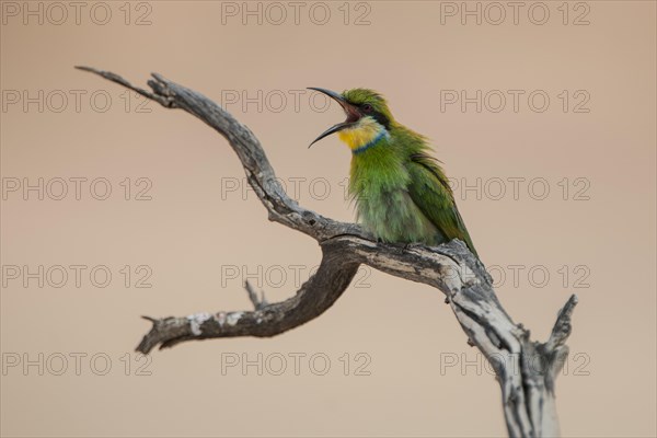 Swallow-tailed bee-eater