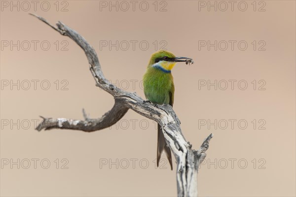 Swallow-tailed bee-eater