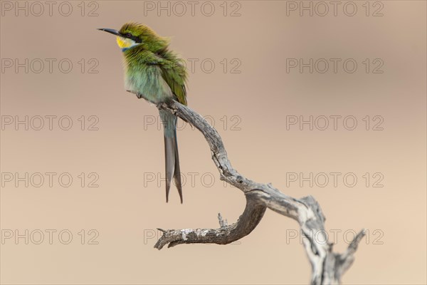 Swallow-tailed bee-eater