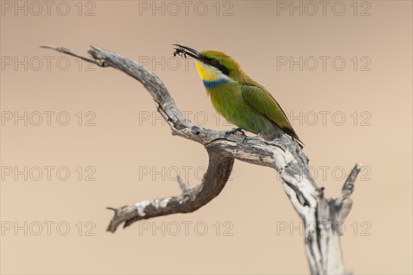 Swallow-tailed bee-eater