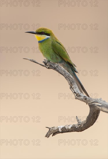 Swallow-tailed bee-eater