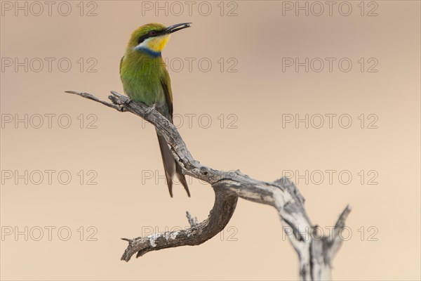 Swallow-tailed bee-eater