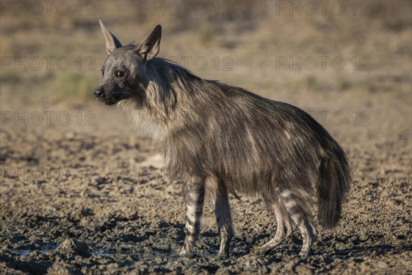 Brown hyena