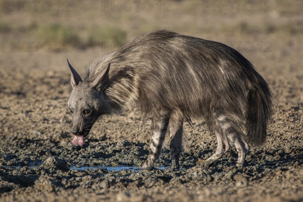 Brown hyena