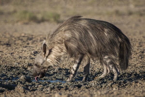 Brown hyena