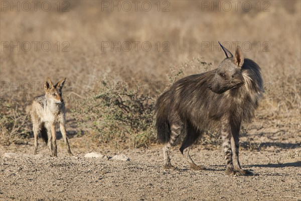 Brown hyena