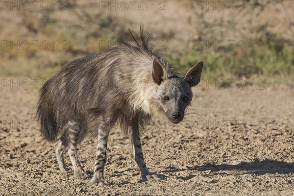 Brown hyena