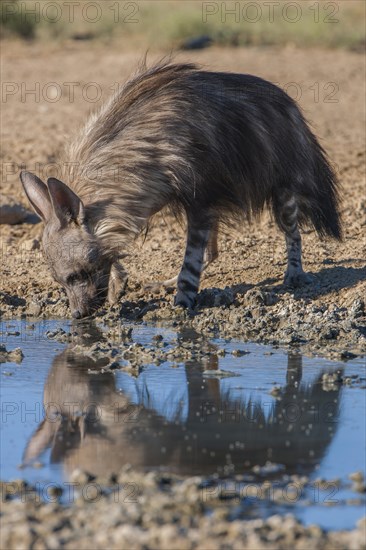 Brown hyena