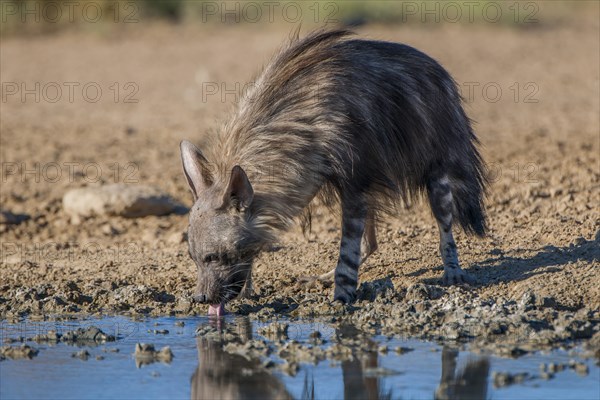 Brown hyena