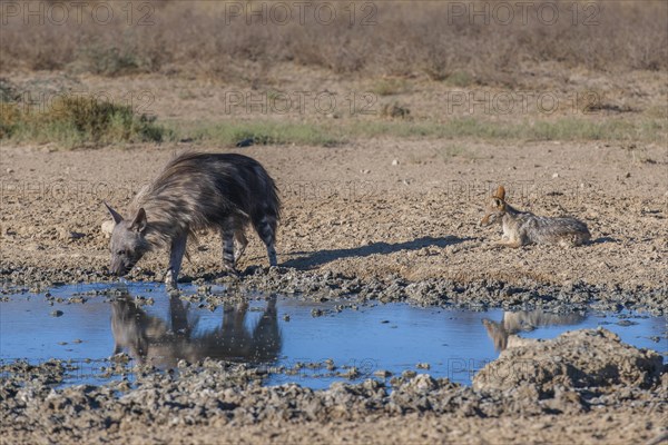 Brown hyena