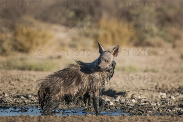 Brown hyena