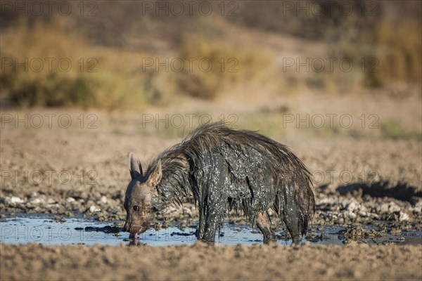 Brown hyena