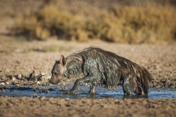 Brown hyena