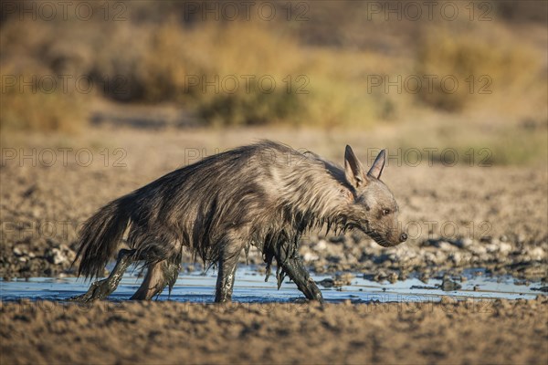 Brown hyena