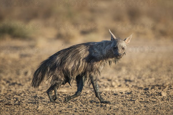 Brown hyena