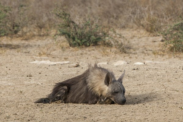 Brown hyena