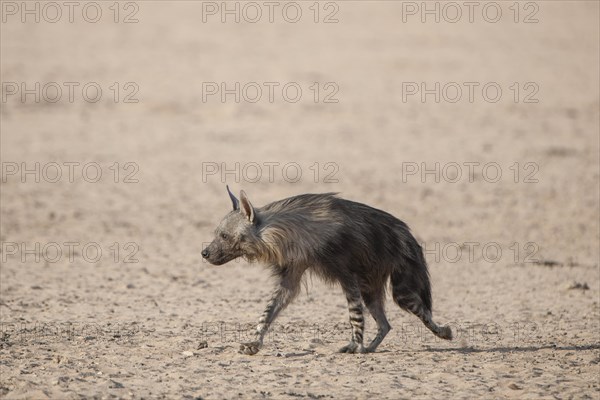 Brown hyena