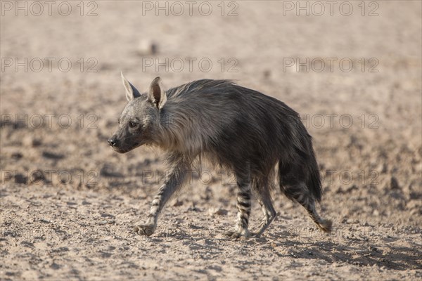 Brown hyena