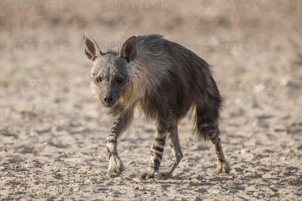 Brown hyena