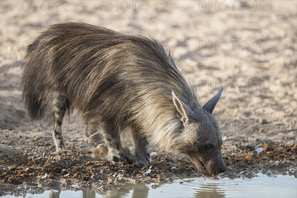 Brown hyena