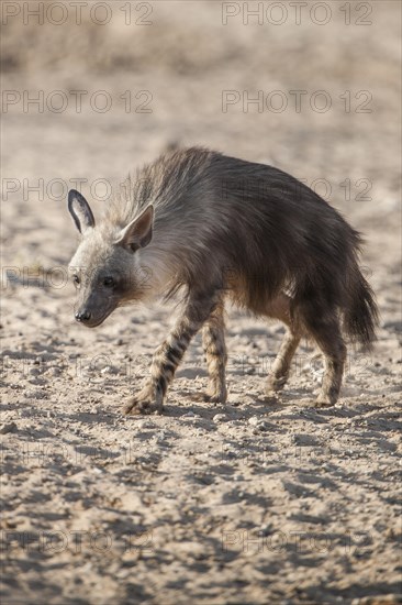 Brown hyena