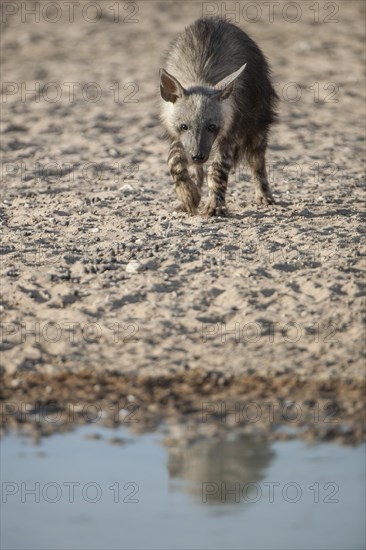 Brown hyena