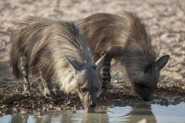 Brown hyena