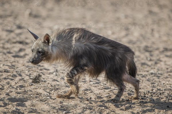 Brown hyena