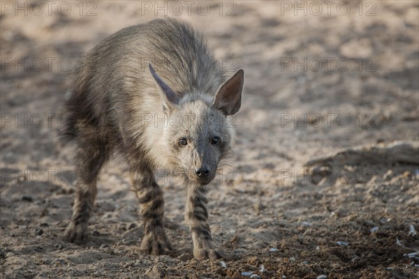 Brown hyena