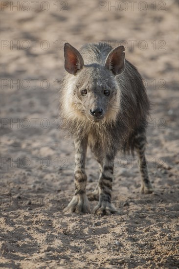 Brown hyena