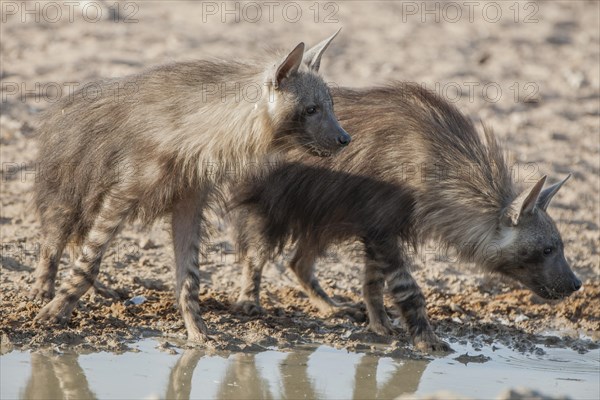 Brown hyena