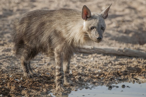 Brown hyena