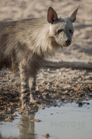 Brown hyena