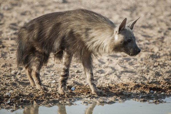 Brown hyena