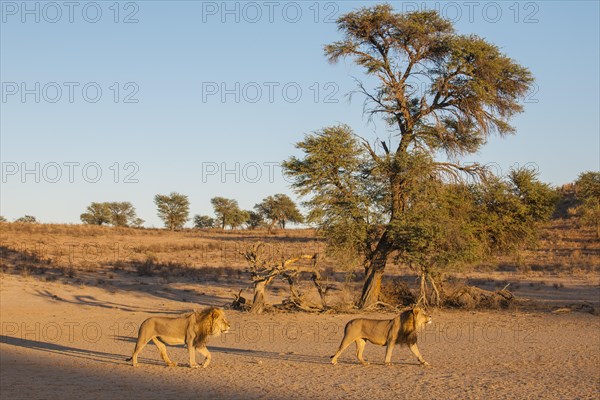 Two lions