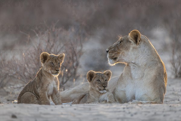 Lioness