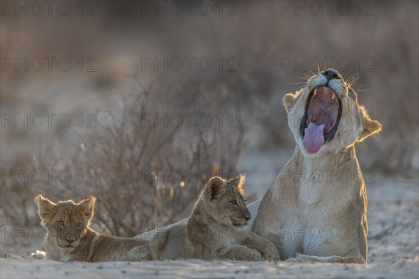 Lioness