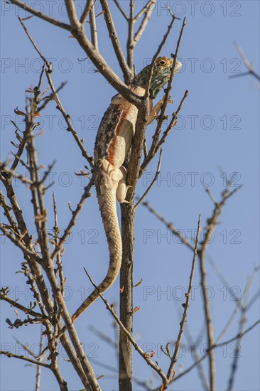 Rock agama or Knobel's Agama