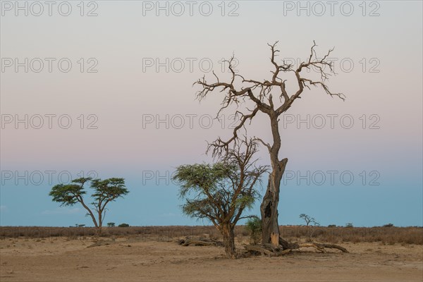 Camel thorn