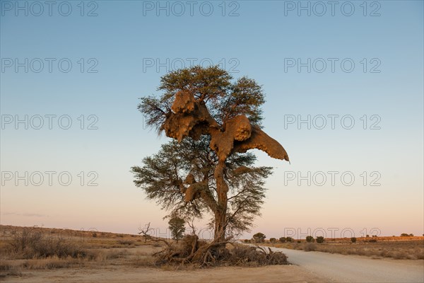 Camel thorn