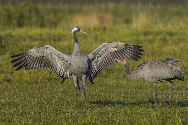 Eurasian or common crane