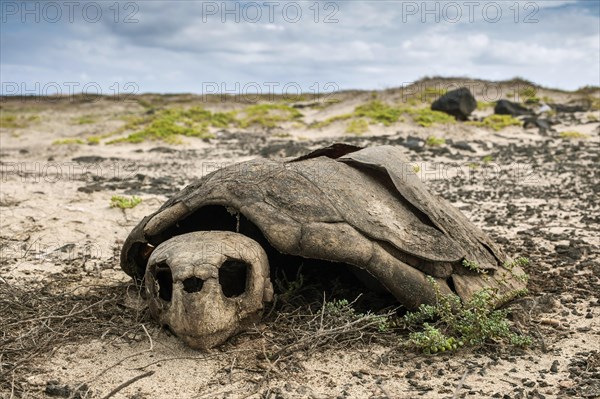 Skeleton of a Loggerhead sea turtle